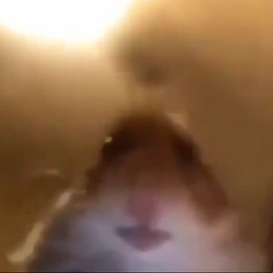 Meet your Posher, Gavin